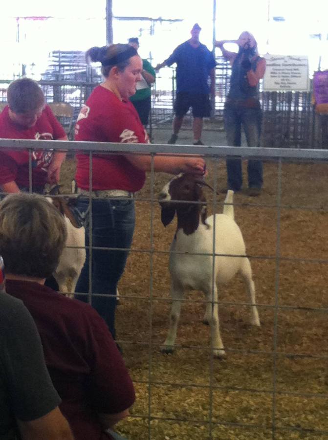 Lynsey Rector (12) exhibiting her goats at the fair this past July. 