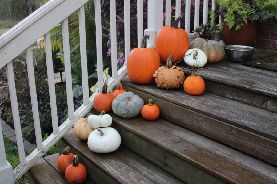 Thanksgiving pumpkin decorations. (photo taken by Kristyn Muncy)