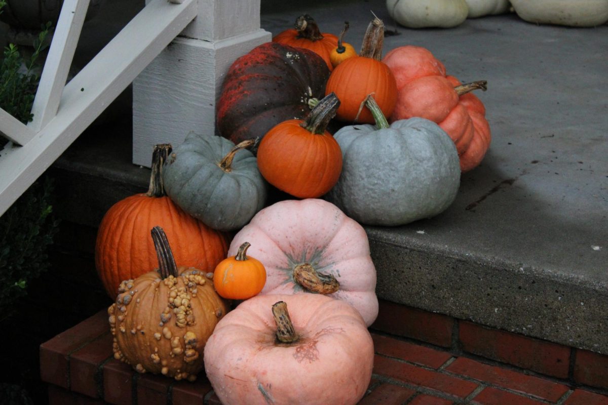 Festive Fall pumpkins. (photo provided by FGS News)
