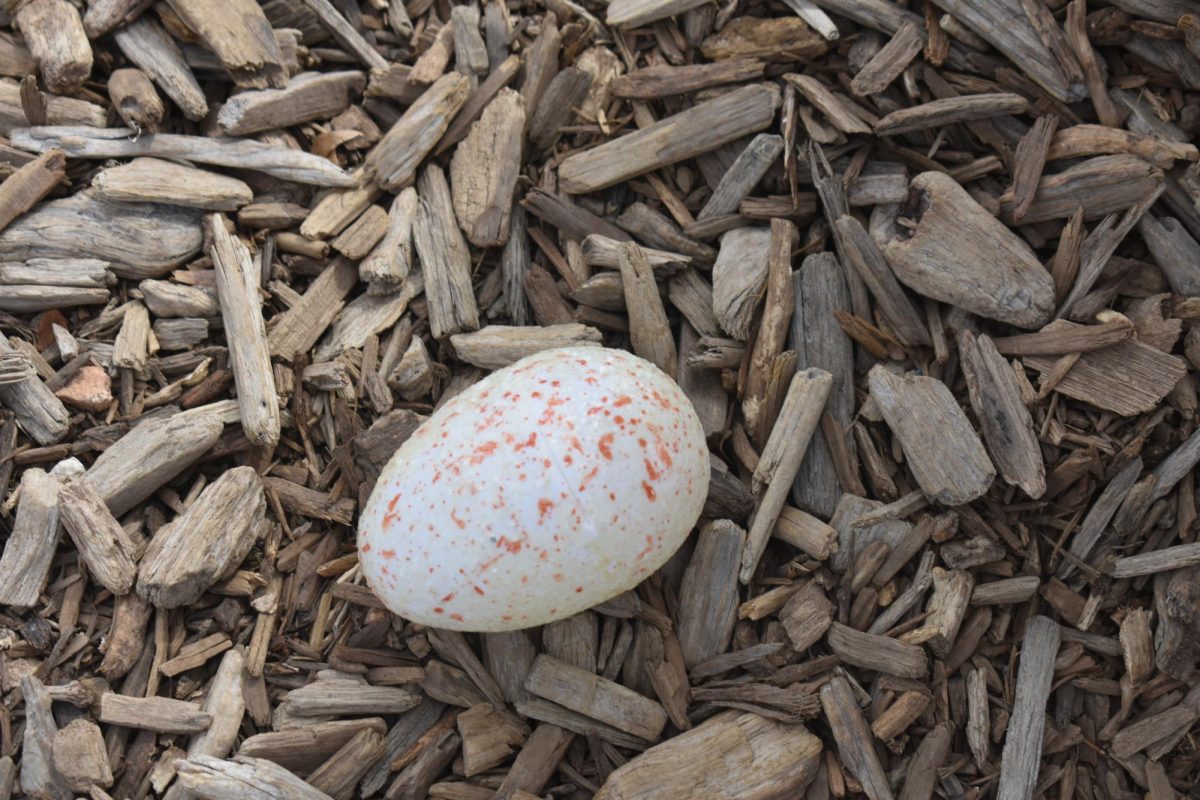 An Easter egg from the kindergarten Easter egg hunt.