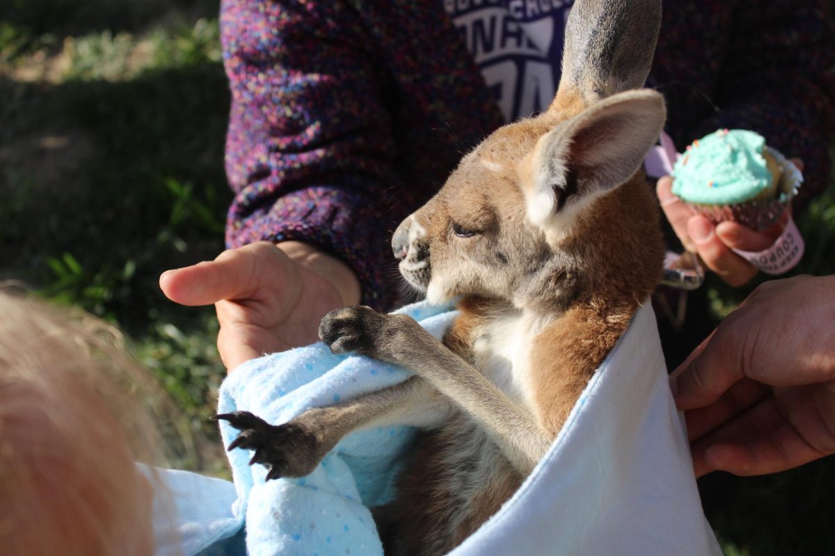 Baby Kangaroo at the Fair Grove Elementary P.T.O. Carnival Petting Zoo being held by the community. 
